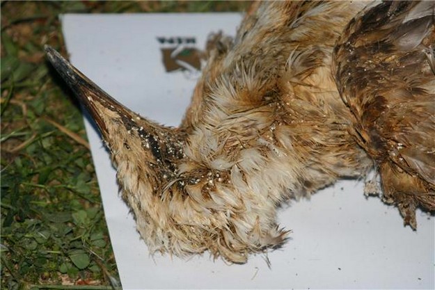 Hunters condemn any illegal killing of protected bird species