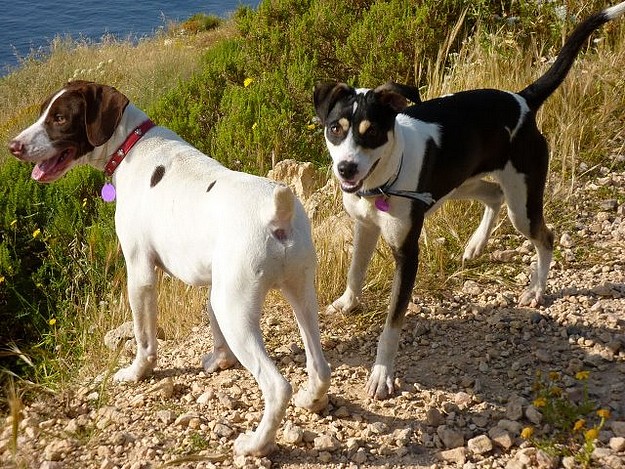 Patches & Boy are 2 fun loving dogs needing forever homes