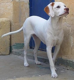 'Open Morning' being held on Sunday at the Gozo SPCA