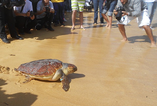 Two loggerhead turtles released this morning at Gnejna Bay