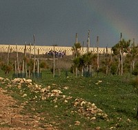 Nature Trust condems theft of trees at Xrobb L-Ghagin Park