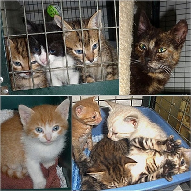 Gozo SPCA Centre needs urgent help with homes for kittens Gozo SPCA Centre needs urgent help with homes for kittens