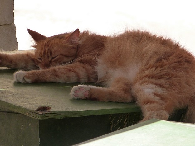 Gozo SPCA issues urgent hot weather warning for pets