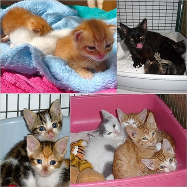 Gozo SPCA kittens all waiting for their own loving homes Gozo SPCA kittens all waiting for their own loving homes