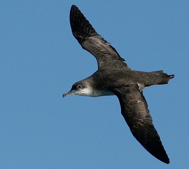 The Yelkouan Shearwater is now classified as ‘vunerable’