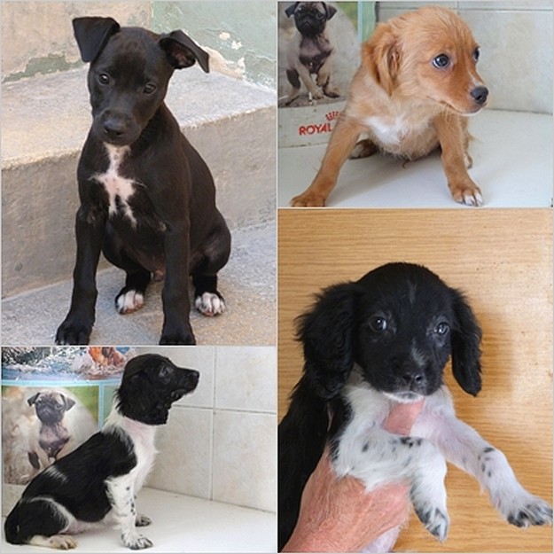 Blackie, Brownie & Henry waiting for homes at Gozo SPCA