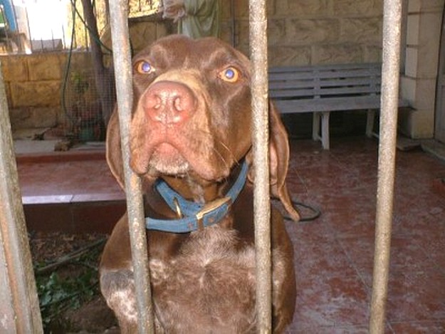 Grigio, a German Shorthaired Pointer needs a forever home