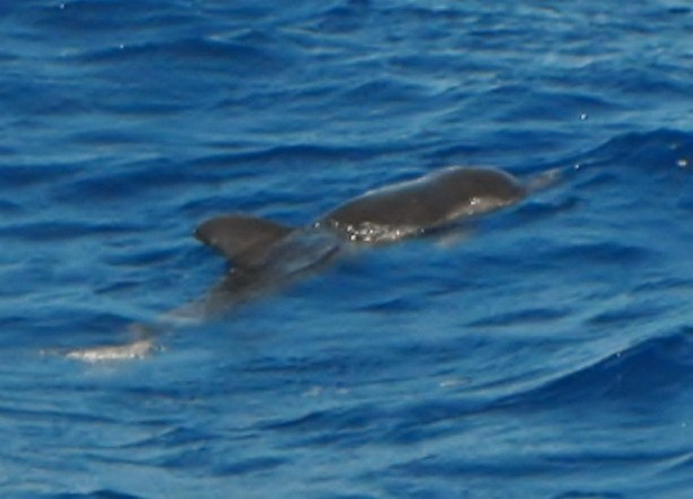 Injured juvenile dolphin spotted in the Gozo channel