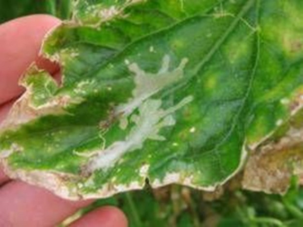 Steps for effective control against tomato pest Tuta Aboluta