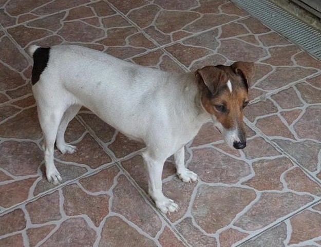 Gozo SPCA are looking for a home for this lovely Fox Terrier