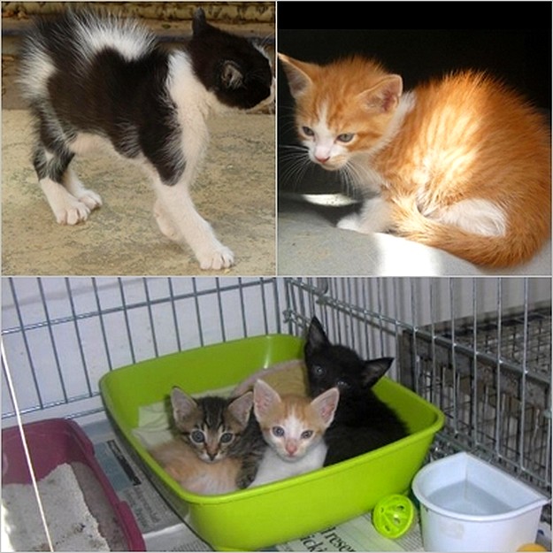 Adorable kittens waiting for homes at Gozo SPCA in Victoria
