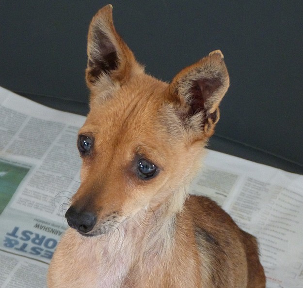 Xerri is at the Gozo SPCA waiting for her own loving home Xerri is at the Gozo SPCA waiting for her own loving home