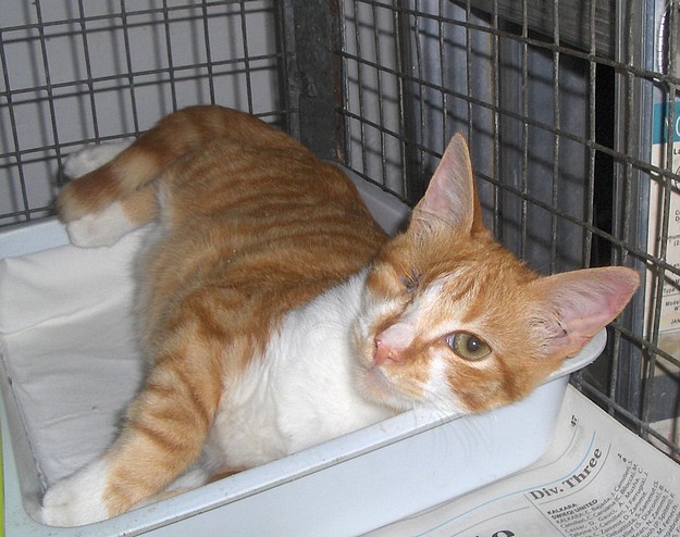 Alex is a loving kitten who needs his own forever home