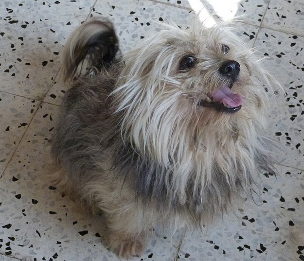Donny with the smiling face is waiting for his forever home