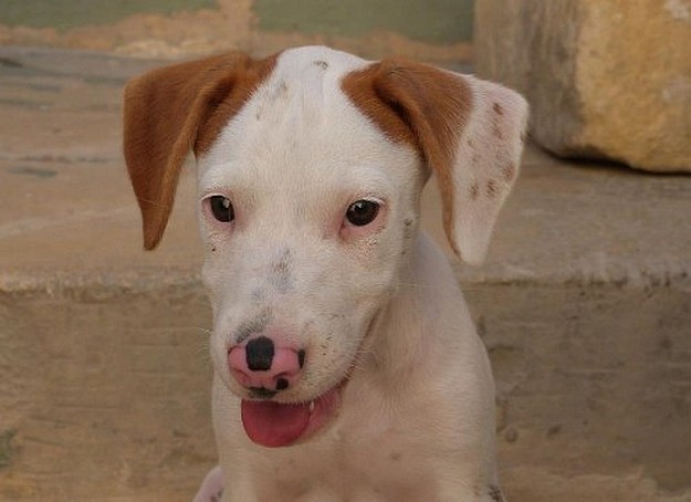 Ricky is at Gozo SPCA waiting for a home he can call his own