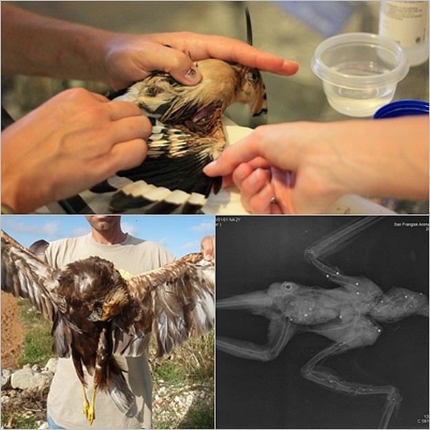 CABS reports on protected birds being shot in Malta & Gozo