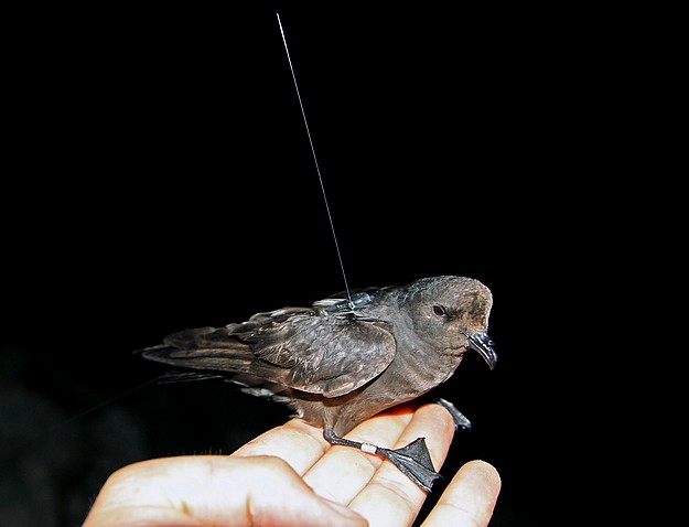 A first in Europe –  Malta leads Storm Petrels research