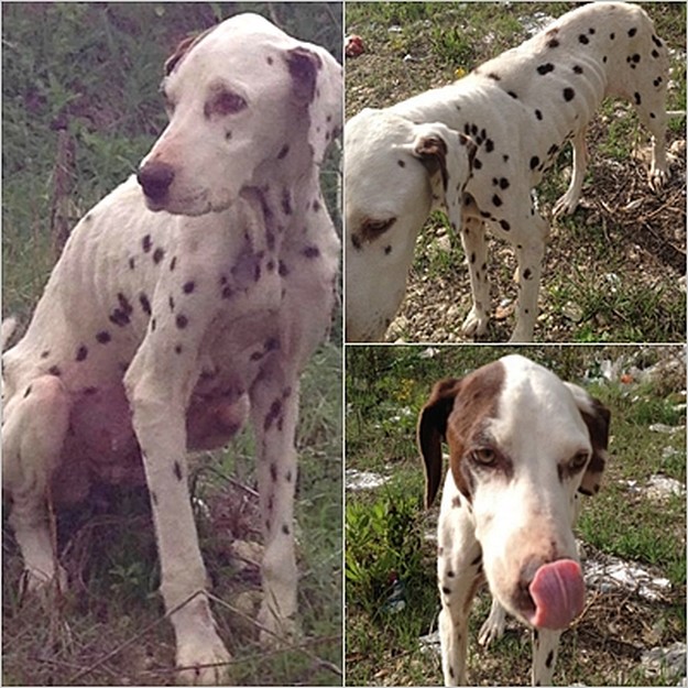 Gozo SPCA issues urgent appeal for help with Dalmation X