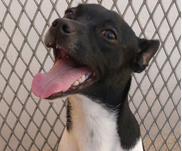 Rover is a small dog with lots of love to offer to a new home