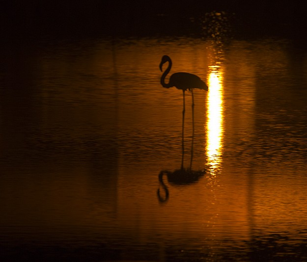 Ministry for Tourism deplores the shooting of flamingos
