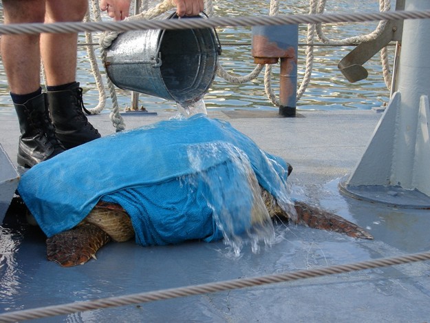 Gozo’s AFM Patrol Vessel rescues two Loggerhead turtles Gozo’s AFM Patrol Vessel rescues two Loggerhead turtles
