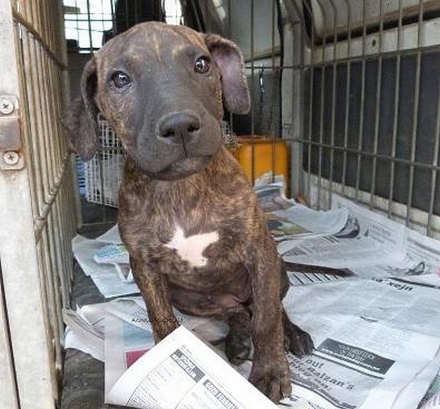 Gozo SPCA appeals for help to trace owner of this puppy