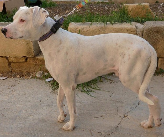 Gozo SPCA would really love Wally to find his forever home Gozo SPCA would really love Wally to find his forever home
