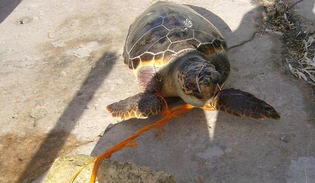 AFM recover dead turtle from Mgarr Harbour in Gozo