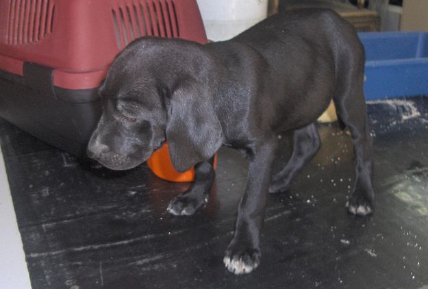 Dizzy & Rascal are young Pointer X puppies needing a home