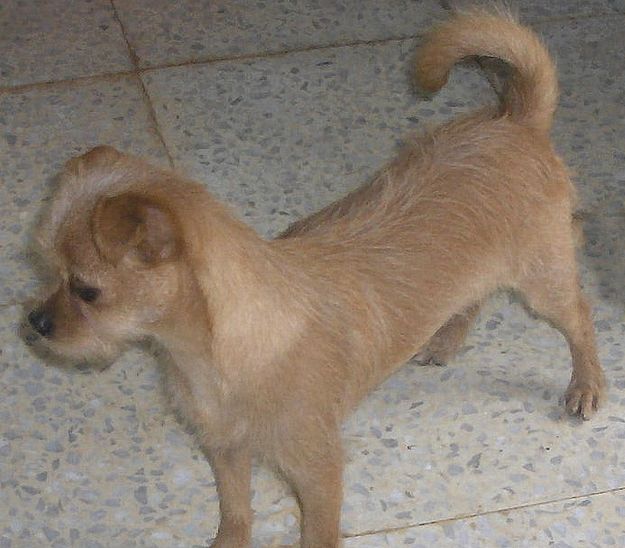 Kara is a little Chihuahua X waiting for her forever home