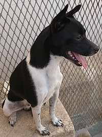 Rover is a small dog with lots of love to offer to a new home
