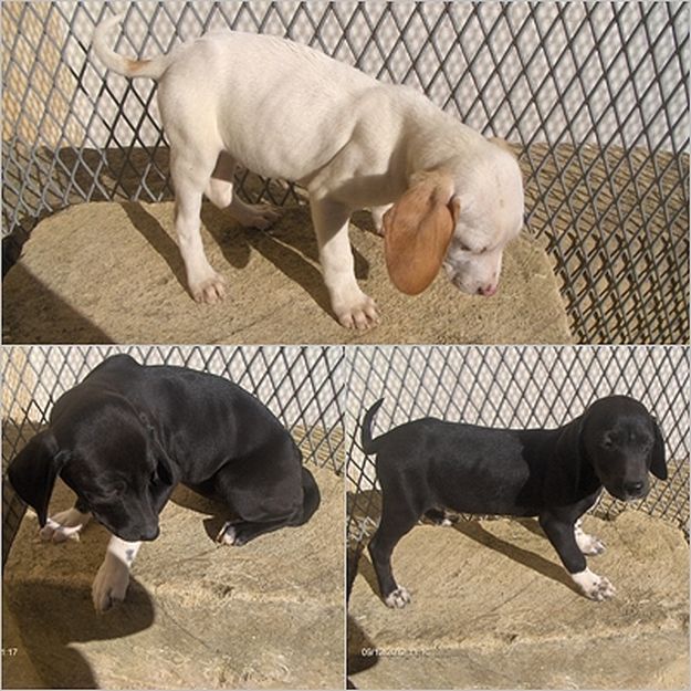 Scamp, Babs & Joy 3 puppies waiting for forever homes