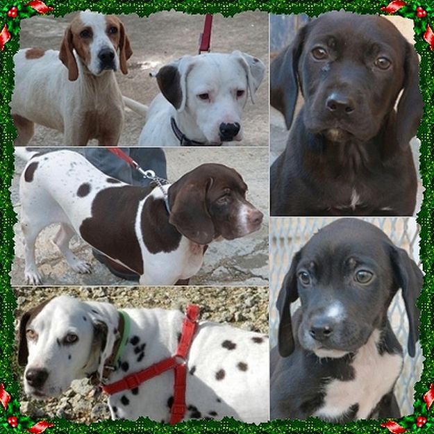 Make Christmas a happy time for the animals at Gozo SPCA