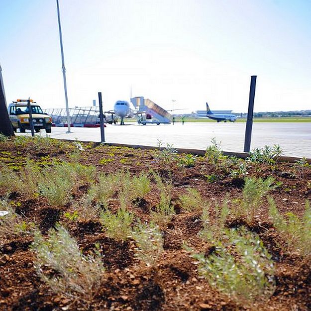Airport apron trees and shrubs supplied by Gaia Foundation