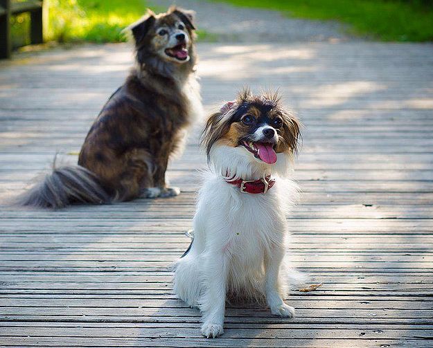Make Christmas a happy time for the animals at Gozo SPCA