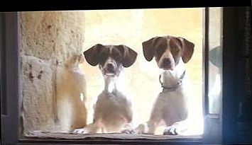Gozo SPCA needs urgent help with home for 2 male pointers
