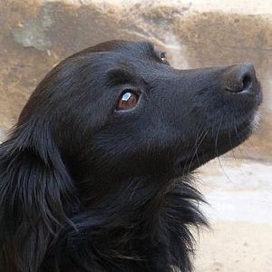 Loving forever home needed for a young dog called Trigger
