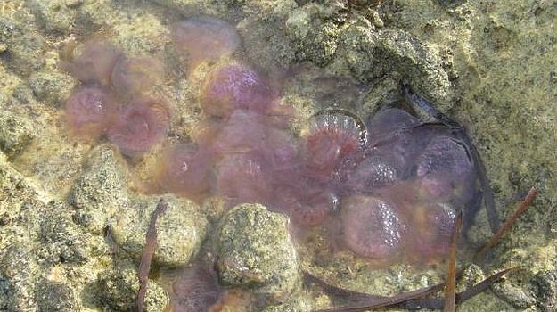 Jellyfish make their first appearance on the islands for 2013