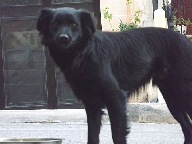 Loving forever home needed for a young dog called Trigger