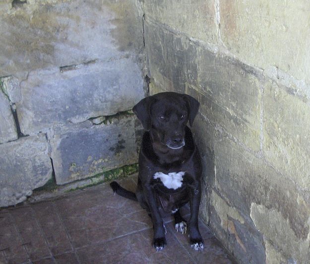 Blacky is a friendly dog who would love a forever home