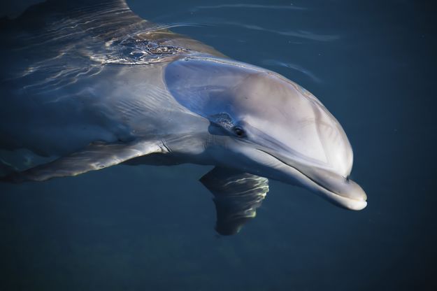 Conservation of bottlenose dophin and loggerhead tutles