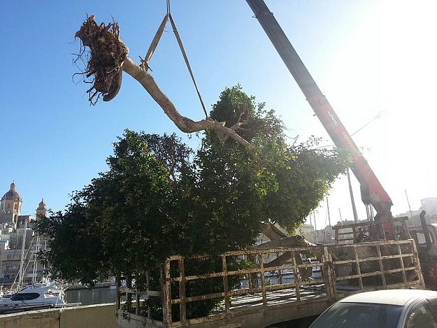 FAA Tree Group welcomes ‘Course on Basic Tree Pruning’