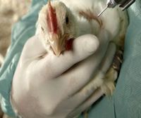 Full EU ban on animal testing for cosmetics enters into force