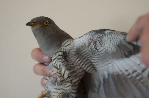 Juvenile Palid Harrier found with shotgun wounds in Gozo