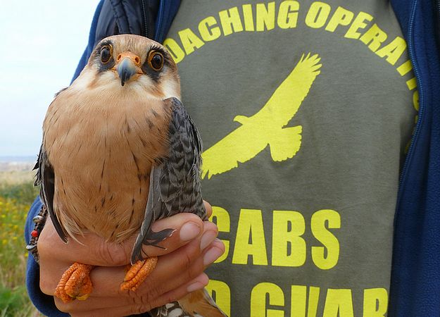 Gozo hunters target protected species & violate private land