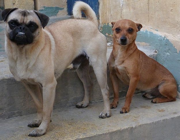 Rex & Snoopy are 2 best friends waiting for forever homes Rex & Snoopy are 2 best friends waiting for forever homes