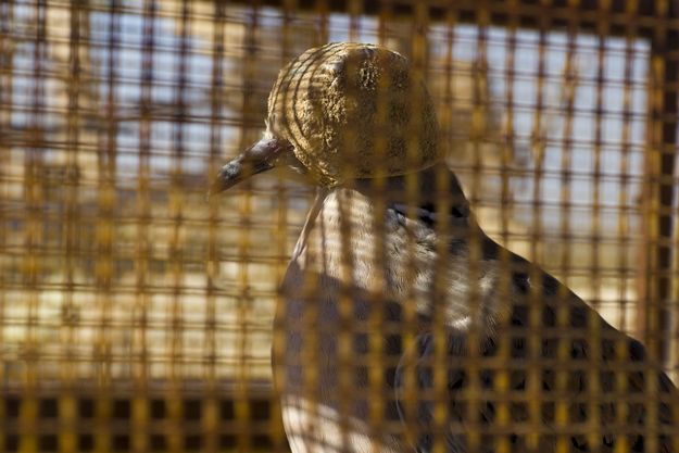 BLM questions the “legality of spring hunting derogation”