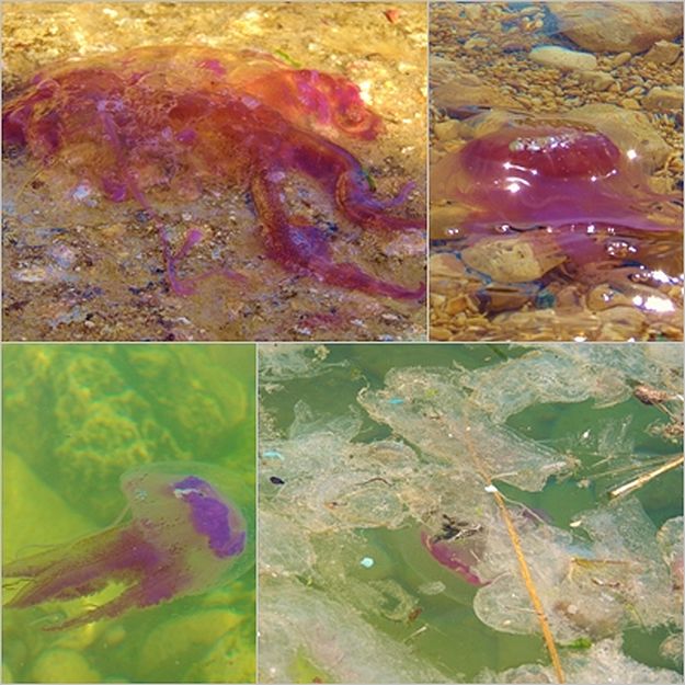 Mauve stinger jellyfish spotted along the shore line in Xlendi Mauve stinger jellyfish spotted along the shore line in Xlendi