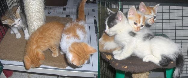 9 adorable kittens at Gozo SPCA in need of loving homes