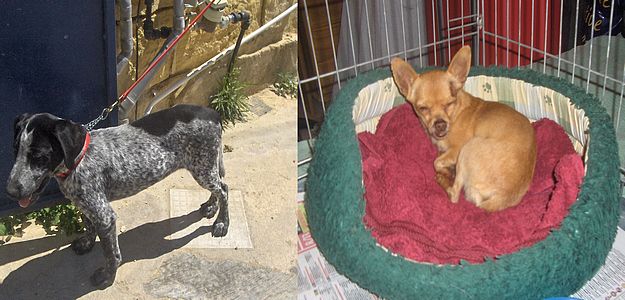 Gozo SPCA appeals for help to trace owners of these dogs Gozo SPCA appeals for help to trace owners of these dogs